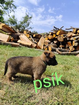 Belgický ovčiak Malinois / Nemecký ovčiak - 3