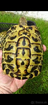 Testudo hermanni Sicilia - 3