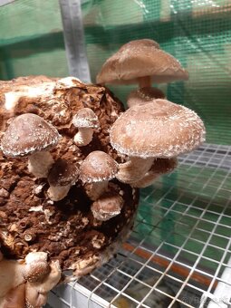 Hliva,Shitake,Maitake,Koralovec a iné - 3