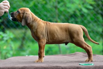 Štěňátko rhodéského ridgebacka - chlapec s PP - 3