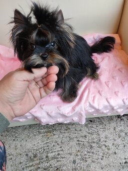 Yorkshire terrier - 3
