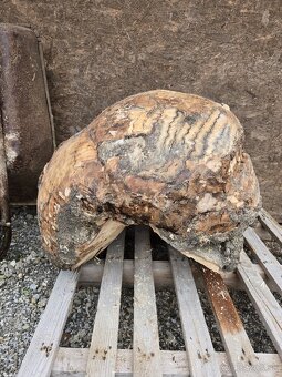 Nádor ( burl ) na kmeni stromu , BUK - 3