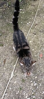 Darujem mačičku - 3