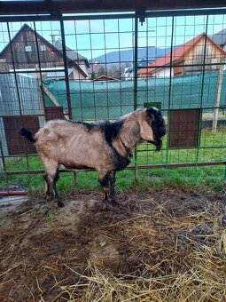 Anglonubijsky cap - 3