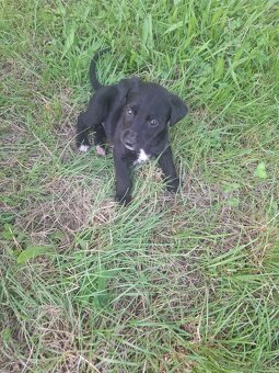 Labrador - 3