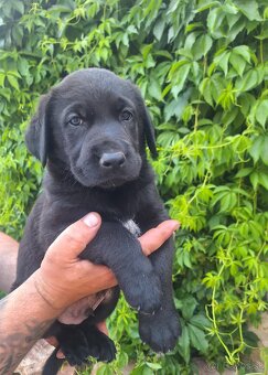 Šteniatka labrador x NO - 3
