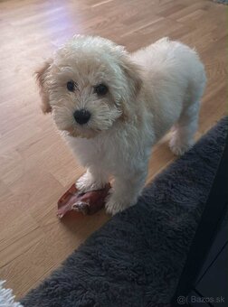 Maltipoo beige - 3
