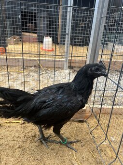 Kohúty Ayam cemani - 3
