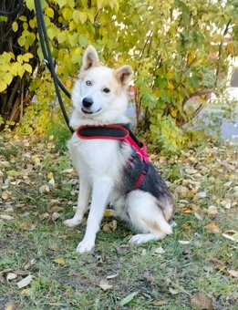 Darujem super spoločníka Axela - mix sibírsky husky - 3