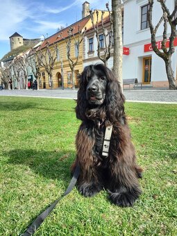 Ponúkam na krytie anklicky kokeršpaniel - 3