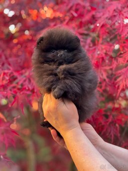 Pomeranian - 3