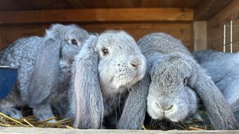 Králiky ( francúzsky baran ) - 3