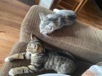 Darujem mačičky - 3