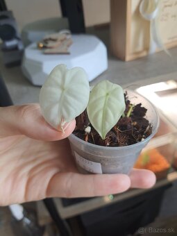 Alocasia frydek variegata baby - 3