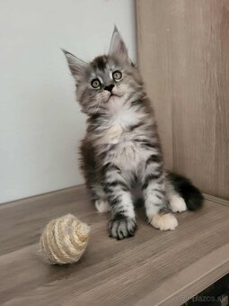 Mačička Maine Coon - 3