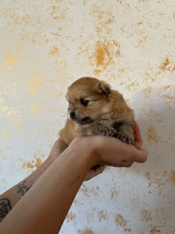 Pomeranian - 3