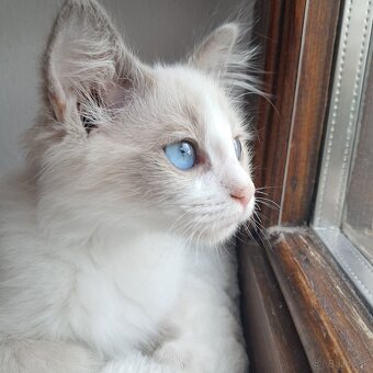 Ragdoll mačiatko - 3