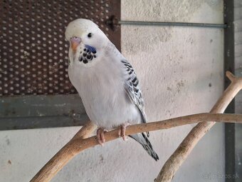 Andulky - 3