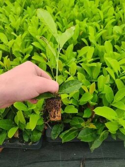 Prunus laurocerasus Vavrínovec ,,NOVITA, 0,38 € - 3