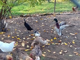 Predám indické bežce - 3