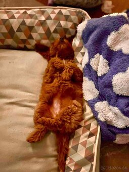 Red Maltipoo boy - 3