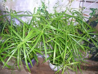 Šachor striedavolistý - Umbrella papyrus - 3