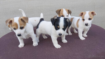 Jack Russell Terier šteniatka - 3