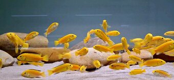 Labidochromis caeruleus yellow kakusa - 3
