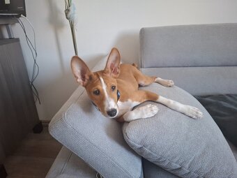 Basenji 3 mesacne steniatko - 3