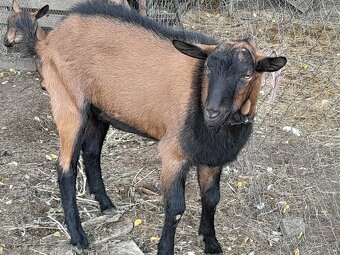 Pripúšťanie s čistokrvným alpinskỳm capom - 3