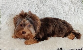 Yorkshire teriér s PP, Jorkšírský teriér s PP, York - 3