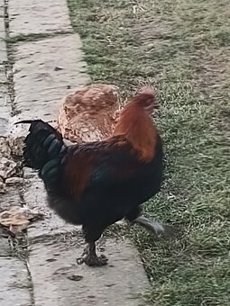 Kohuty čistokrvne marans - 3