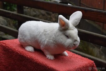 Predam Viedensky biely - 3