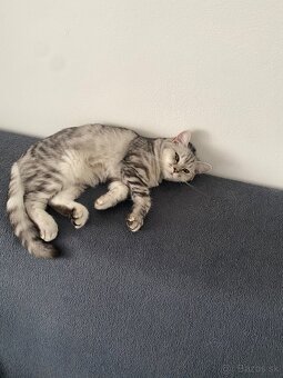 Darujeme mačičku - 3