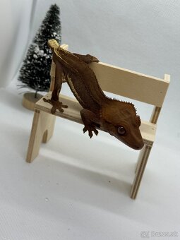 REZERVOVANY Pagekon riasnaty LW phantom - 3