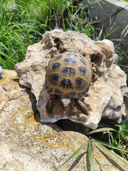 Korytnacka stepna - 3