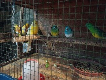 Papagaj spevavi. - 3