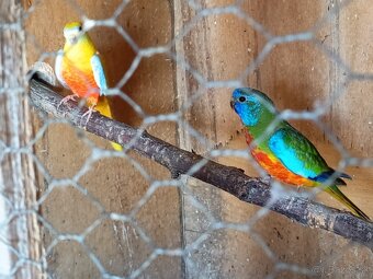 Neoféma modrohlavá - 3