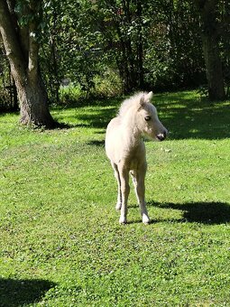 Americký miniaturní kůň - minihorse - 3