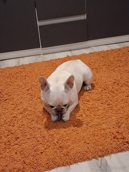 Francúzsky Buldoček - 3