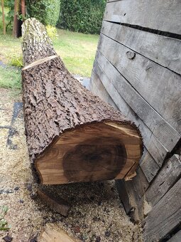 Orechový kmeň - 3