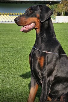 Doberman šteniatka s PP - 3