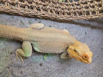 Agama Bradatá Witblits - 3