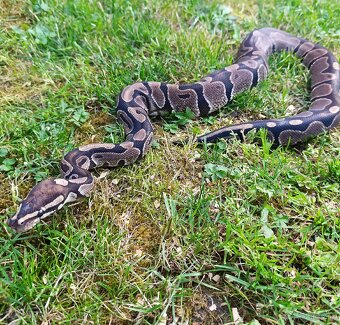 Pytón Kráľovsky / Python Regius - 3
