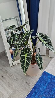 Alocasia Polly - 3