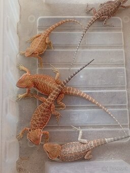 Agama bradatá - 3