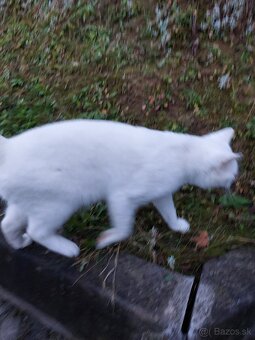 Darujem kocurika - 3