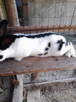 Nemecký obrovitý strakáč - 3