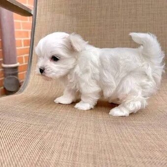 Maltezak, mini maltezak - 3