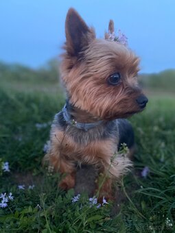 yorkshire terrier - krytie - 3